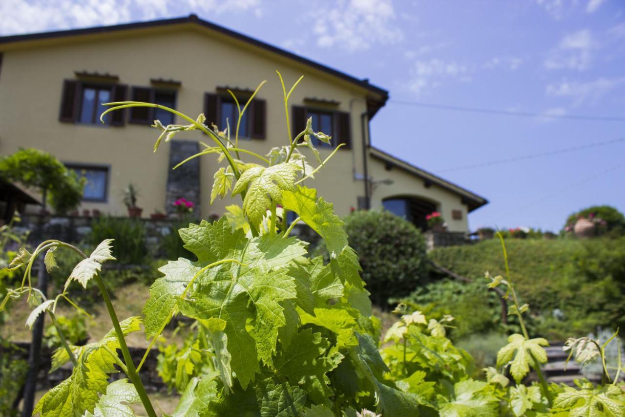 Villa Porcigliano Olive Grove Polcanto Kültér fotó
