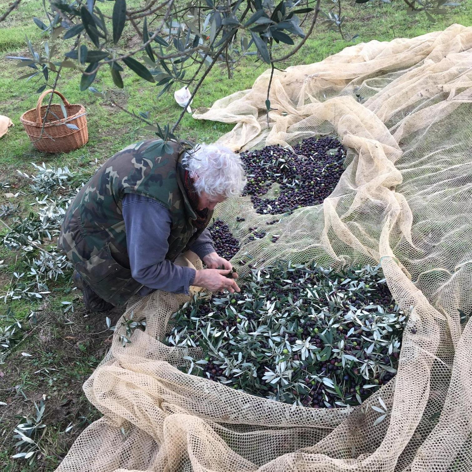 Villa Porcigliano Olive Grove Polcanto Kültér fotó