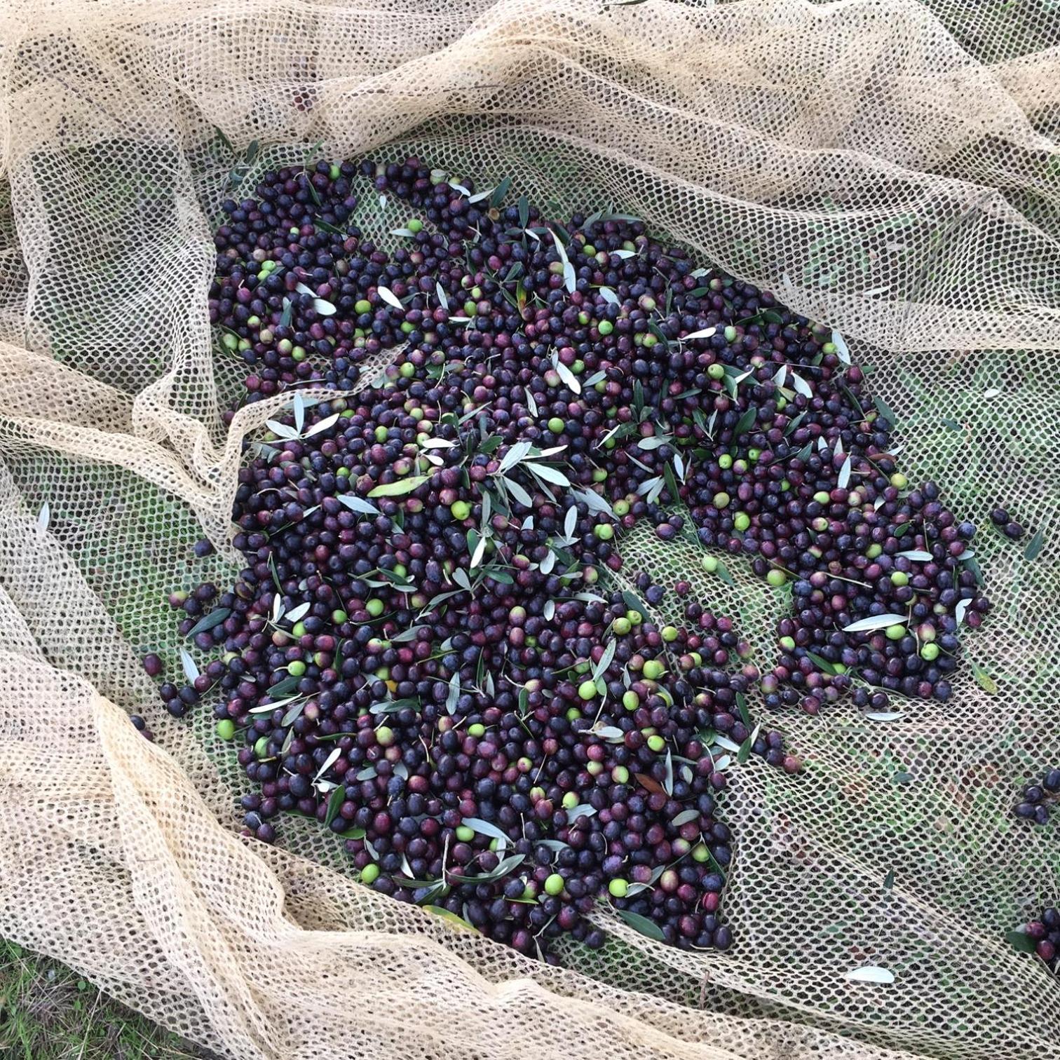 Villa Porcigliano Olive Grove Polcanto Kültér fotó