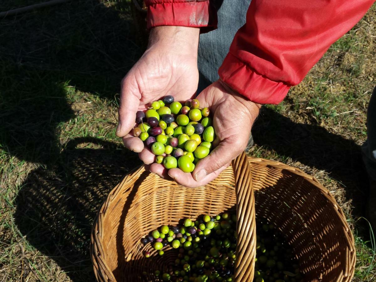Villa Porcigliano Olive Grove Polcanto Kültér fotó