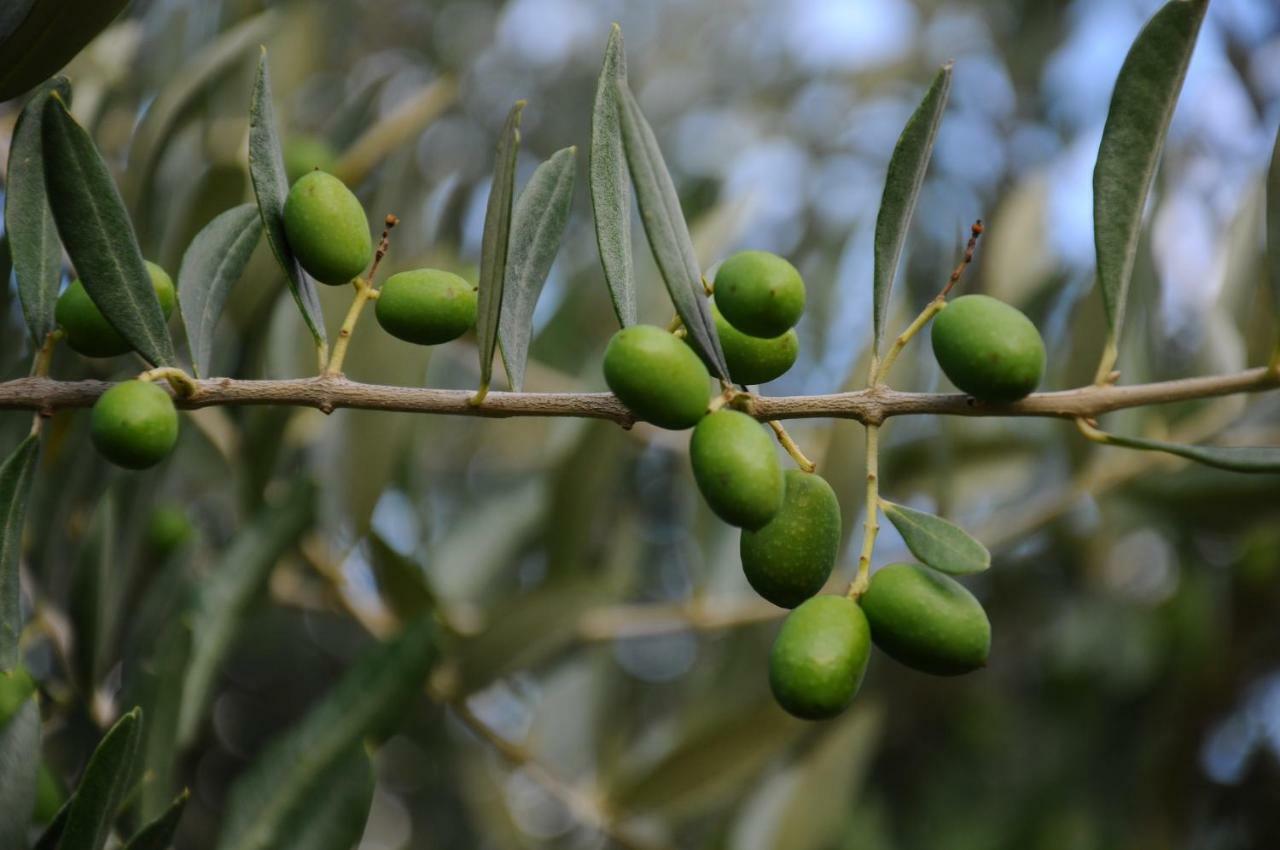 Villa Porcigliano Olive Grove Polcanto Kültér fotó